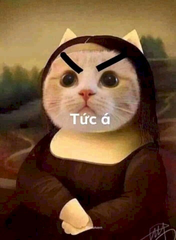 Meme mèo anime hài hước