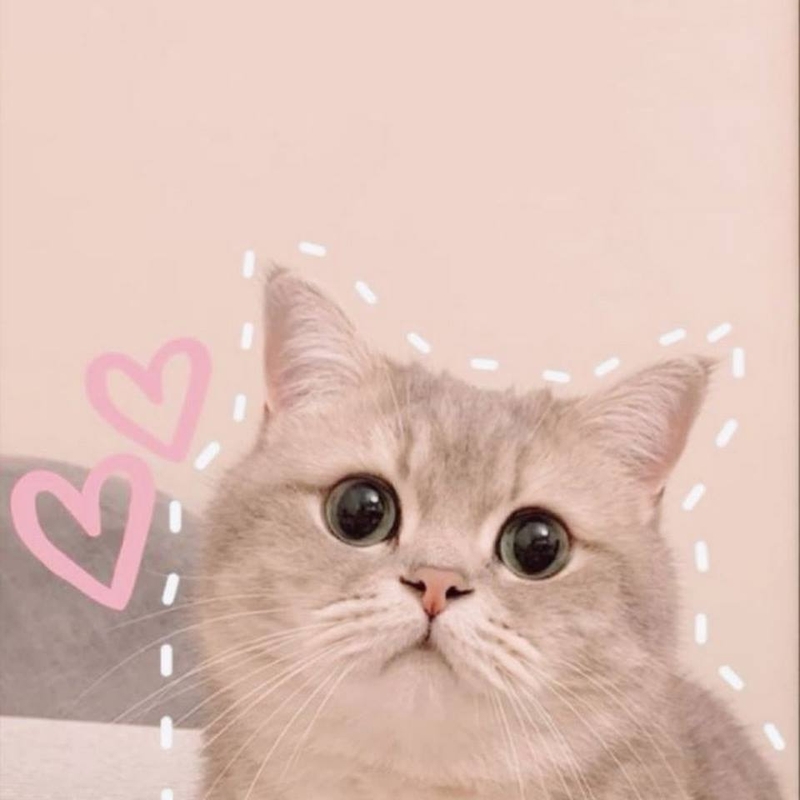 Wallpaper mèo anime dễ thương