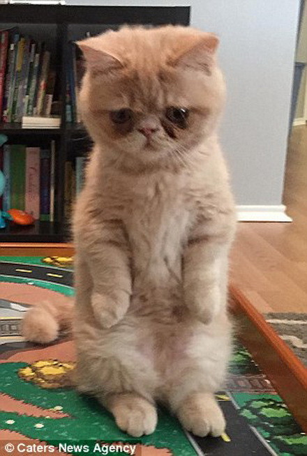 Mèo Đứng 2 Chân