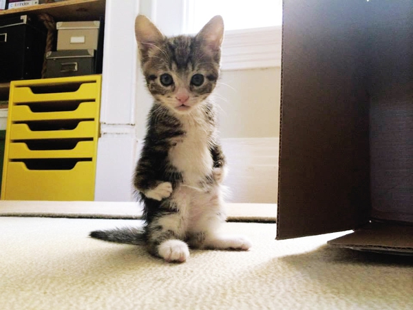 Mèo Đứng 2 Chân