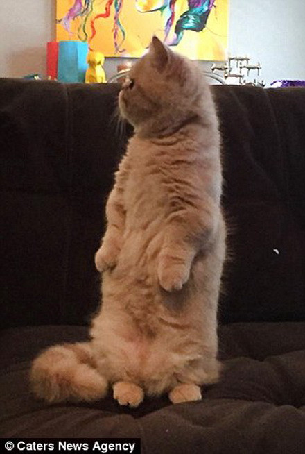 Mèo Đứng 2 Chân