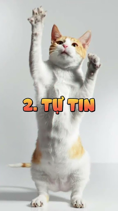 Mèo Đứng 2 Chân