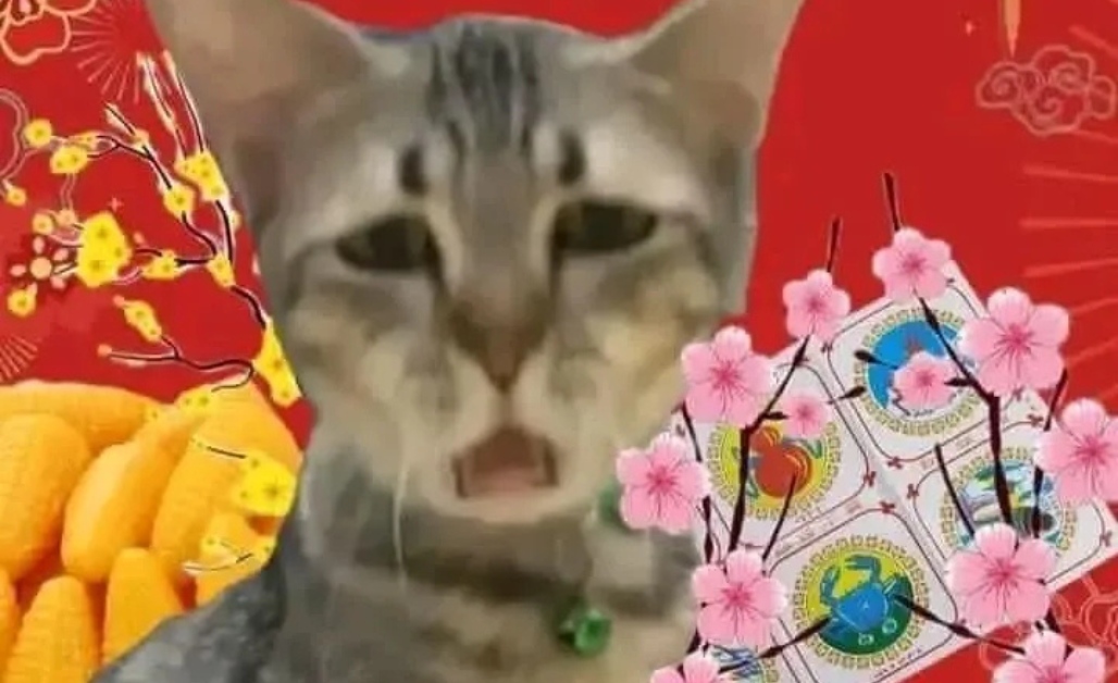 40+ Ảnh Mèo Meme Tết 2025 Hài Hước Và Độc Lạ Hot Hit Nhất