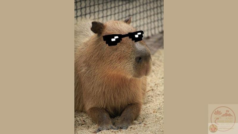 Ảnh ngầu meme hài hước