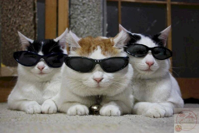 Tổng hợp 101+ ảnh meme mèo bựa, hài hước và đáng yêu nhất