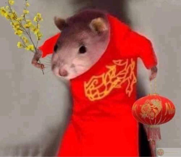 Những meme Tết luôn mang đến năng lượng tích cực trong năm mới