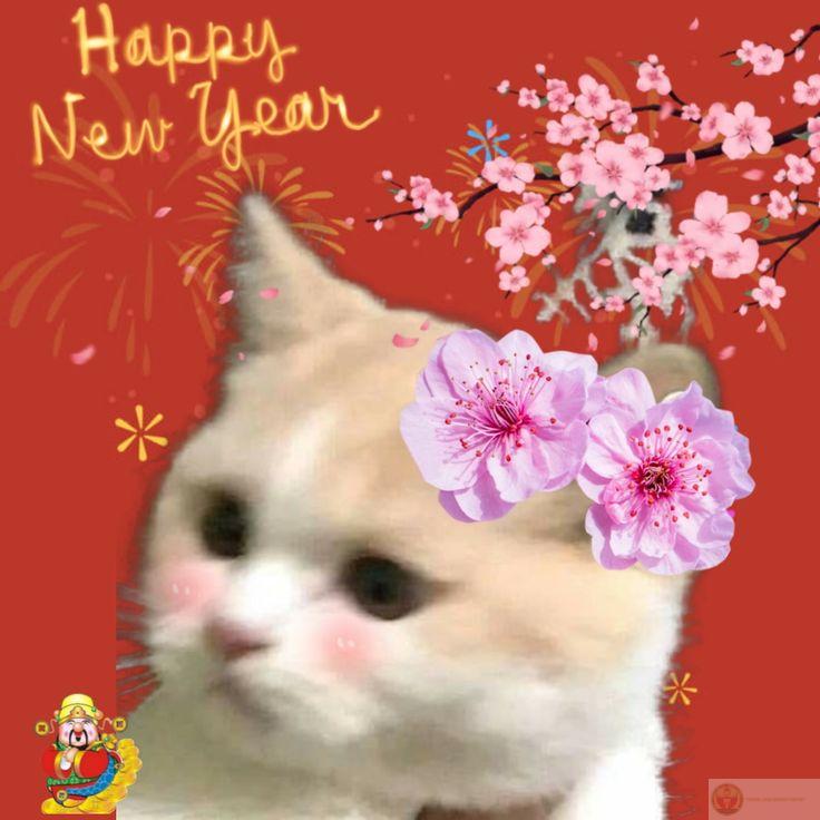 Ảnh meme Tết vui nhộn là nguồn cảm hứng bất tận trong mùa lễ hội