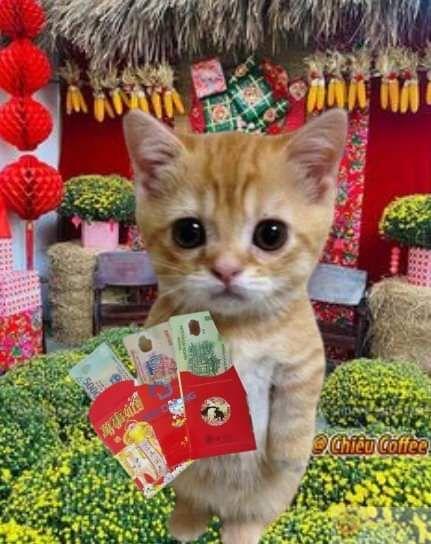 Ảnh meme Tết sáng tạo góp phần làm không khí Tết thêm phần náo nhiệt