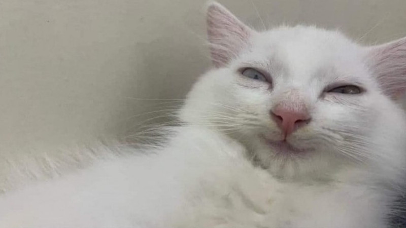 top-1000-anh-meo-bua-43