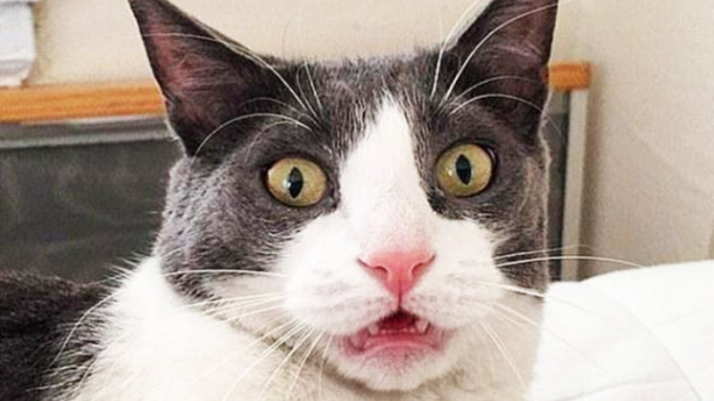 top-1000-anh-meo-bua-10