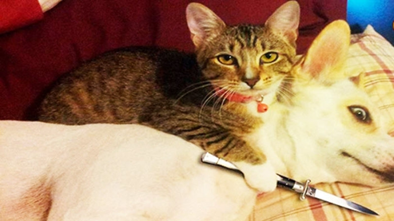 top-1000-anh-meo-bua-49