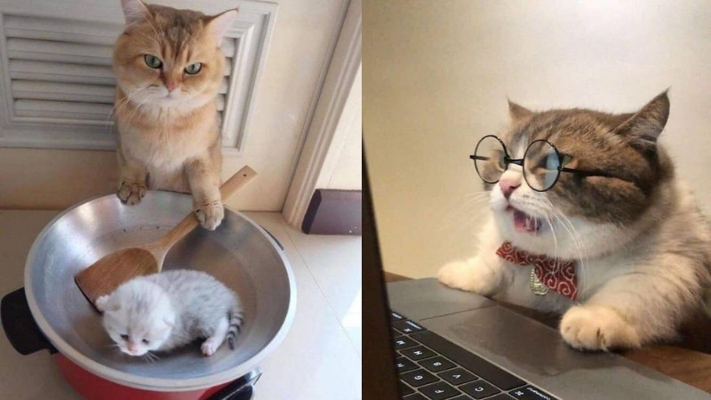 top-1000-anh-meo-bua-39