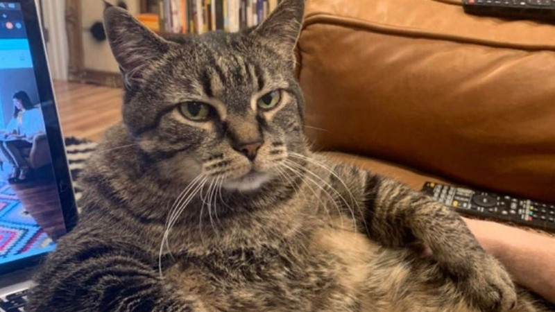 top-1000-anh-meo-bua-34