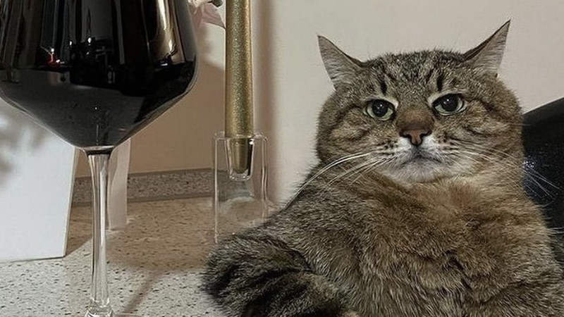 top-1000-anh-meo-bua-48