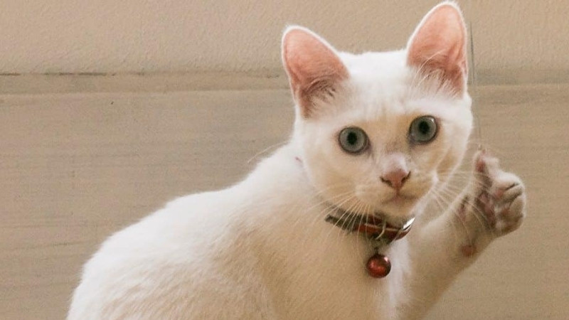 top-1000-anh-meo-bua-32