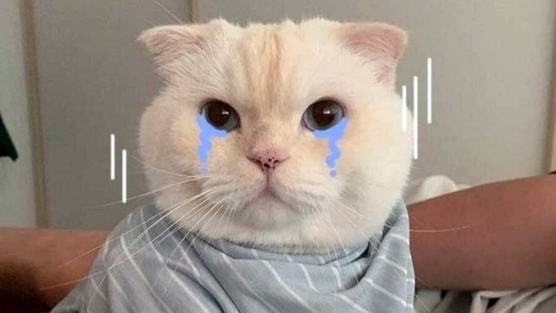 top-1000-anh-meo-bua-50