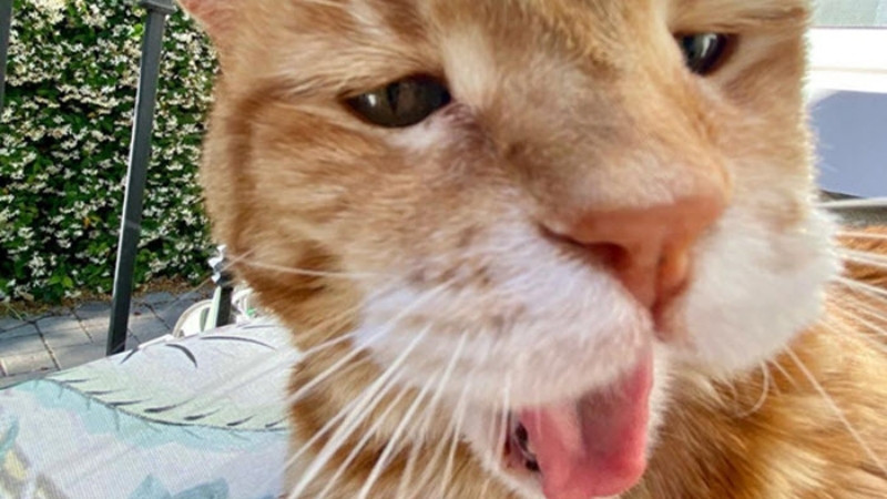 top-1000-anh-meo-bua-38