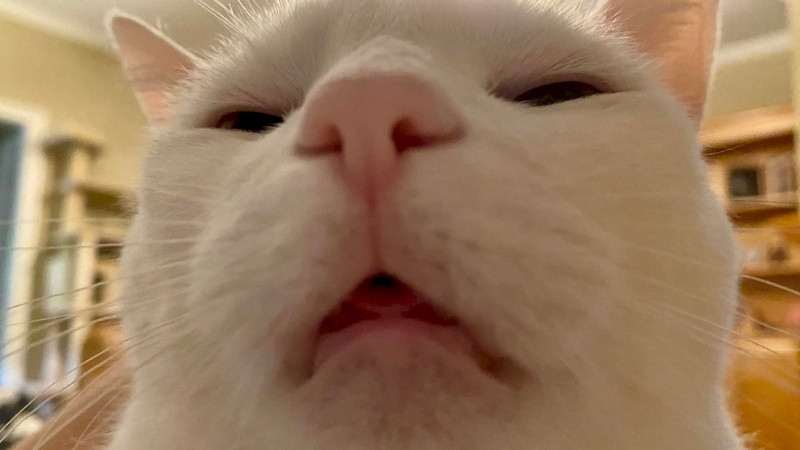 top-1000-anh-meo-bua-46