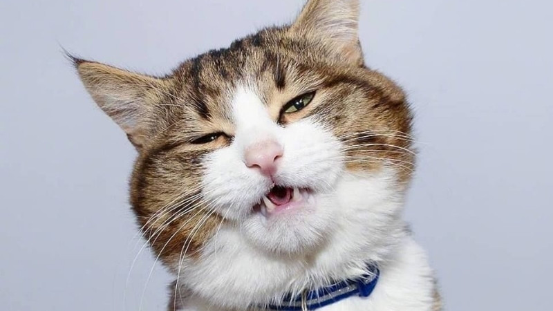 Top 199+ Hình Ảnh Meme Mèo Bựa, Hài Hước, Ngáo Ngơ (Cập Nhật Liên Tục)