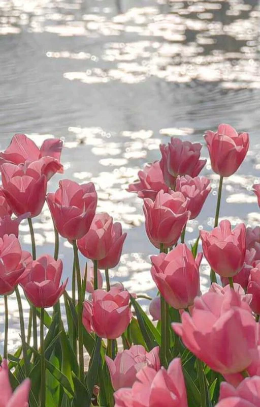 Ảnh nền chill hoa đẹp