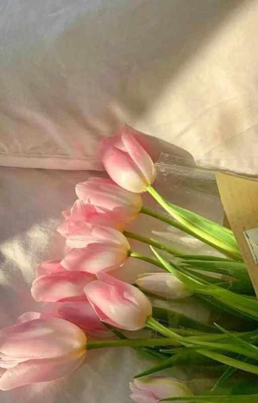 Ảnh nền chill hoa màu sắc