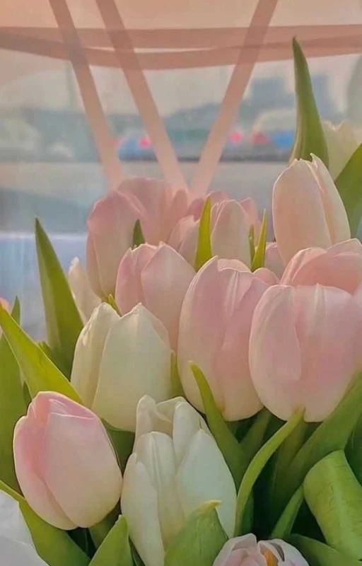 Hình nền chill hoa sắc nét