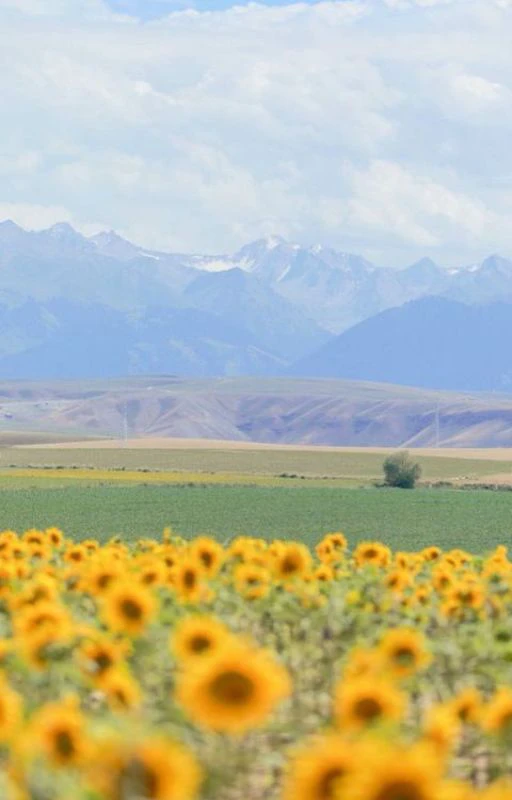 Ảnh nền chill hoa hướng dương