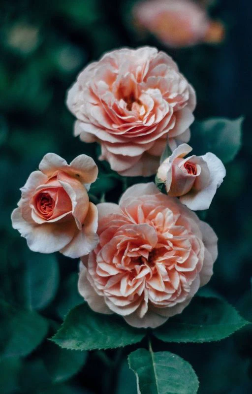 Wallpaper chill hoa cài cho điện thoại