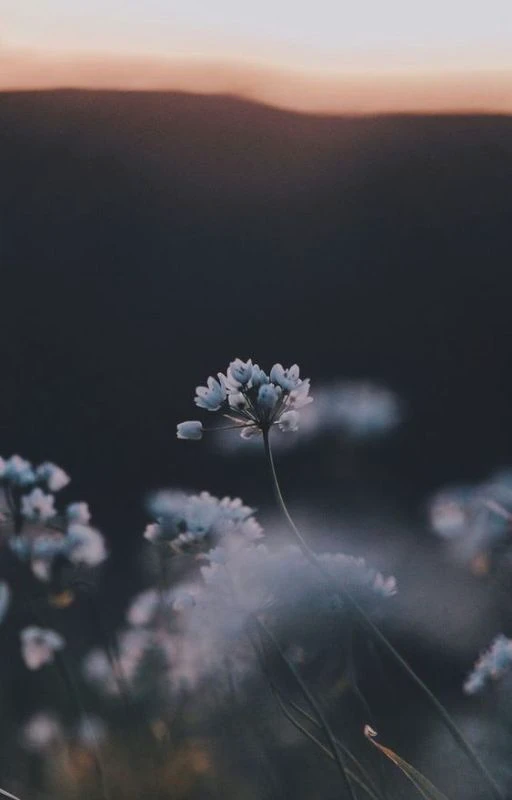 Ảnh nền chill hoa cho điện thoại