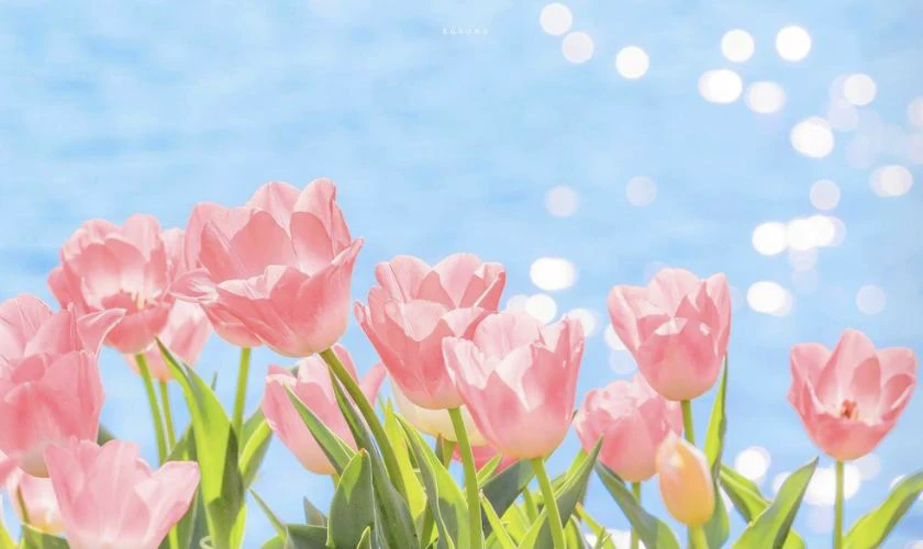 Wallpaper chill hoa đẹp