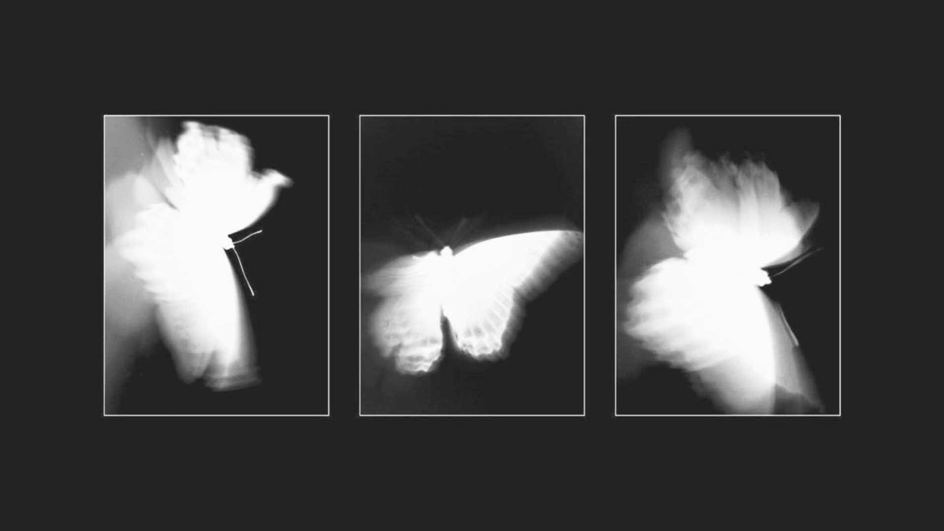 mau background den 33