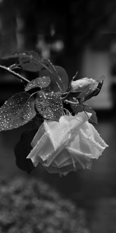 Tải hình nền điện thoại buồn