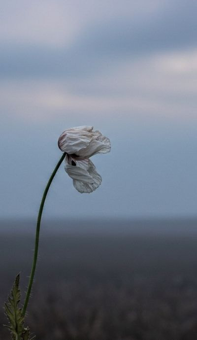 Nền điện thoại buồn 7