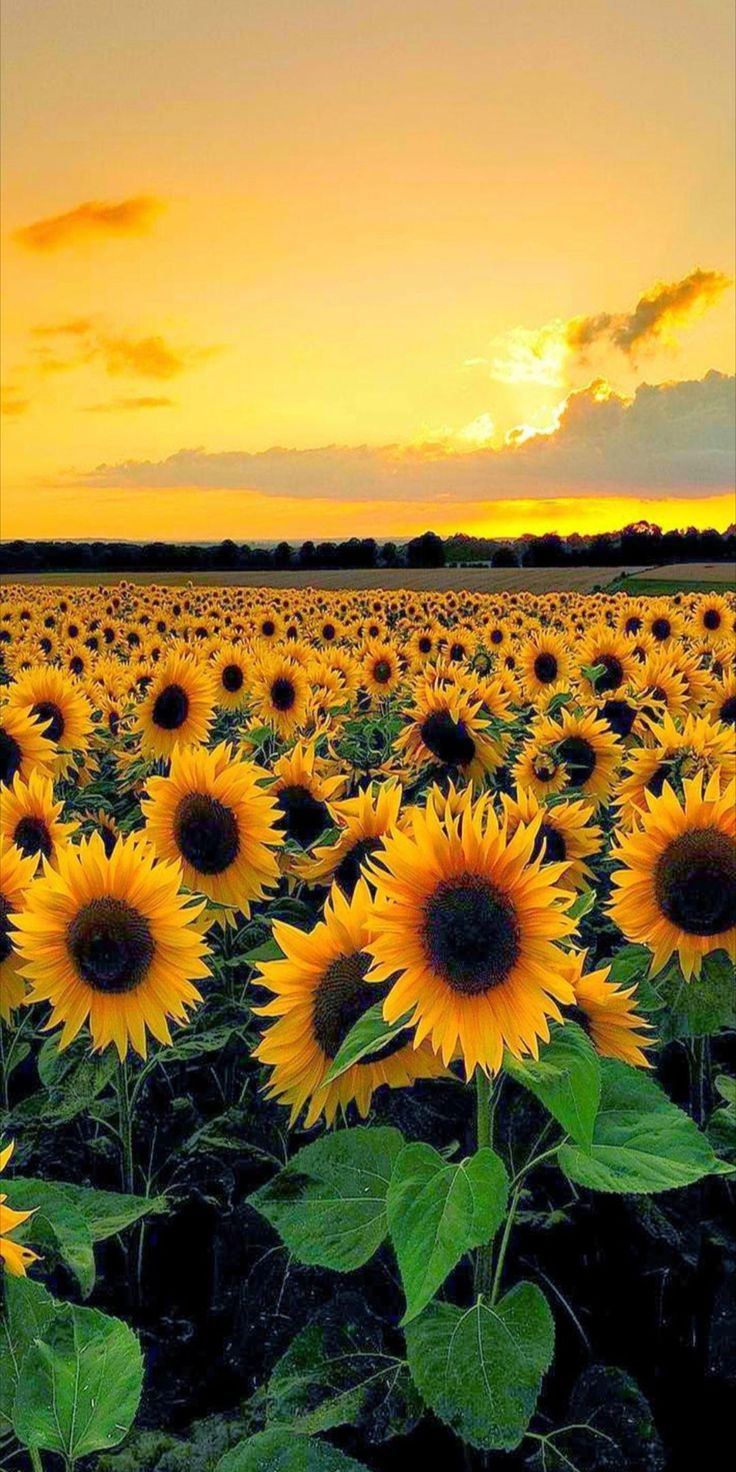 hình nền bầu trời bình minh