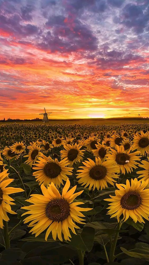 ảnh nền bầu trời hoàng hôn