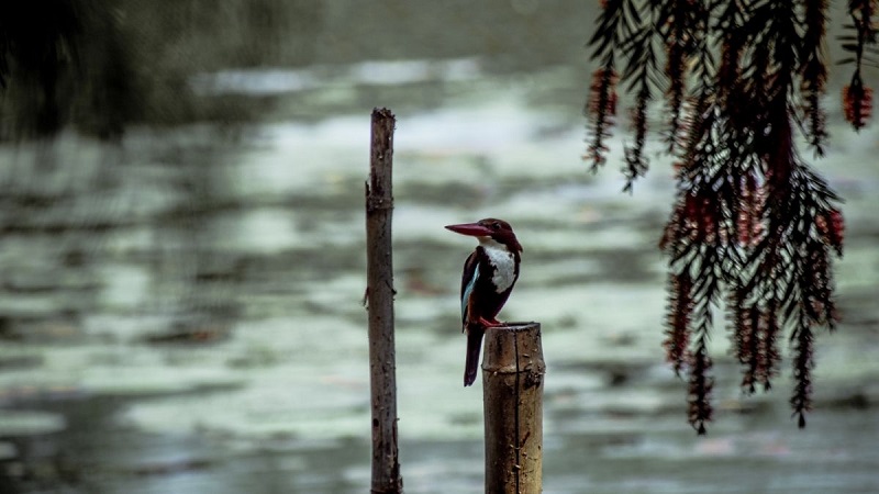 anh-phong-canh-buon-23