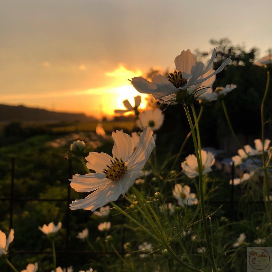 Avatar phong cảnh truyền đi thông điệp sống vui vẻ và tận hưởng hiện tại