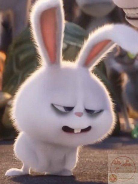 Meme thỏ Snowball