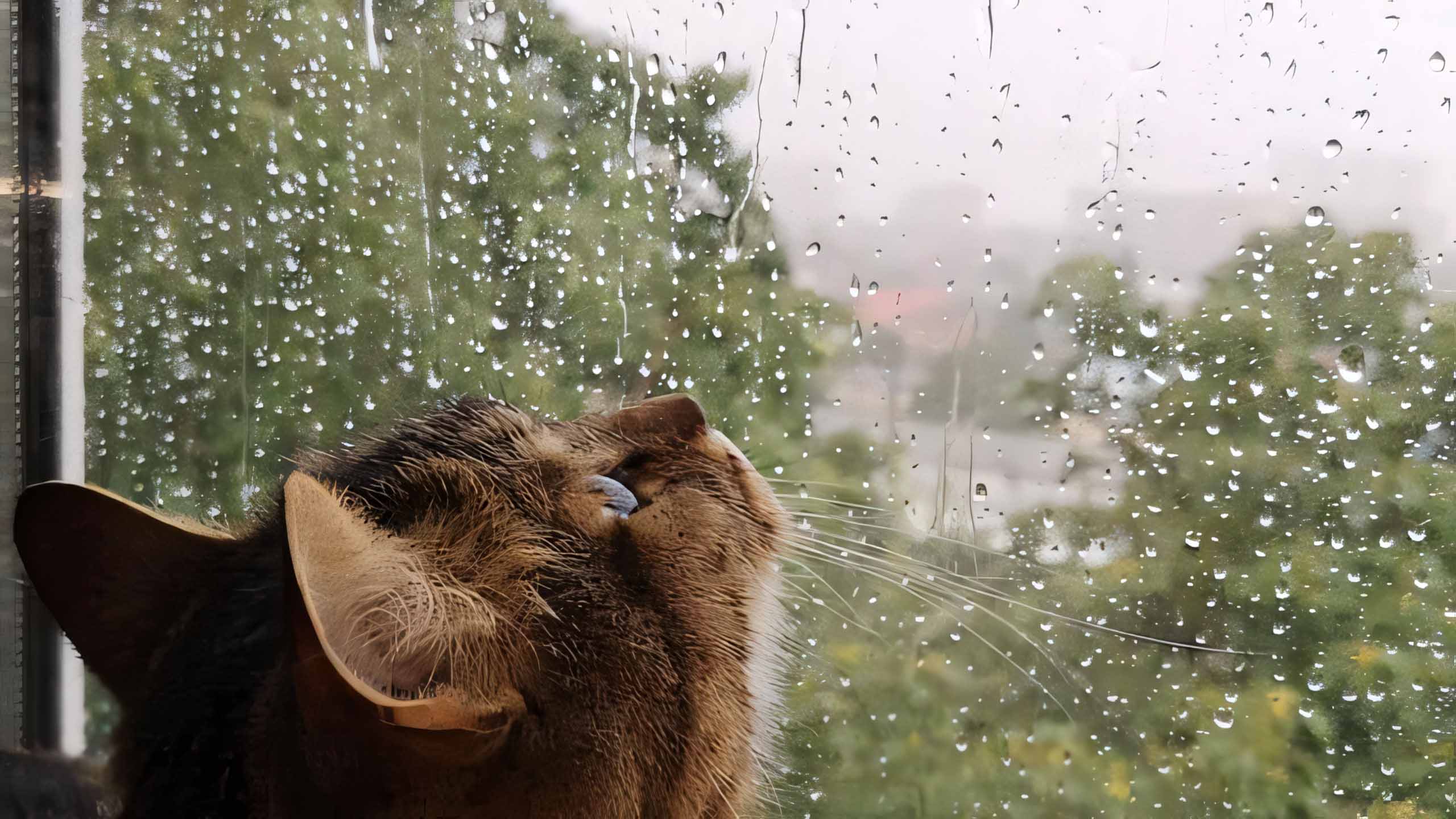 hinh anh mua dep 2560px 1440px 2k 9