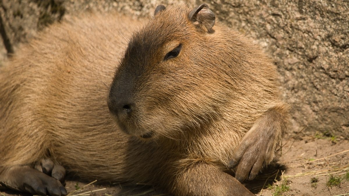 Hình nền máy tính Capybara cute vô tri