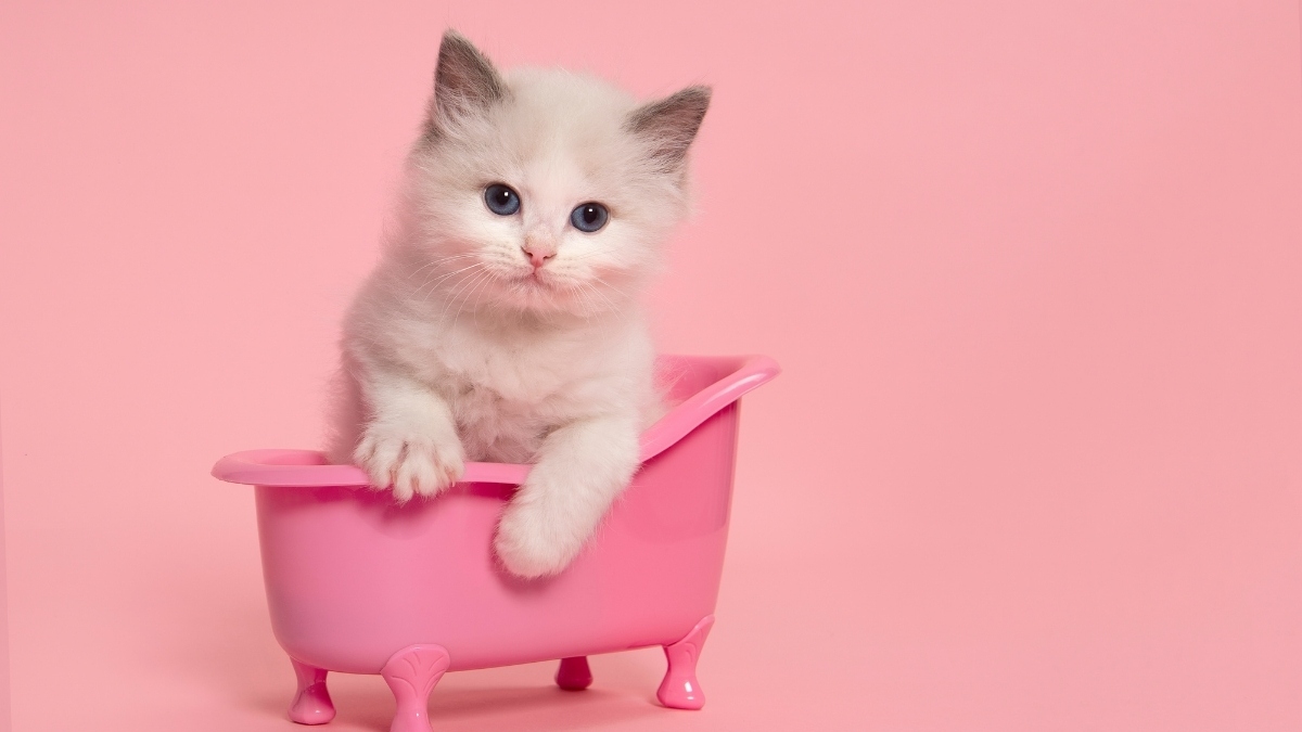 Hình nền mèo vô tri cho máy tính