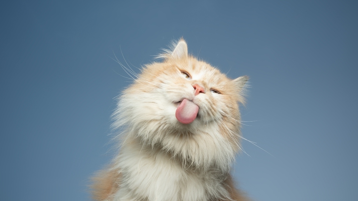 Hình nền mèo vô tri cho máy tính