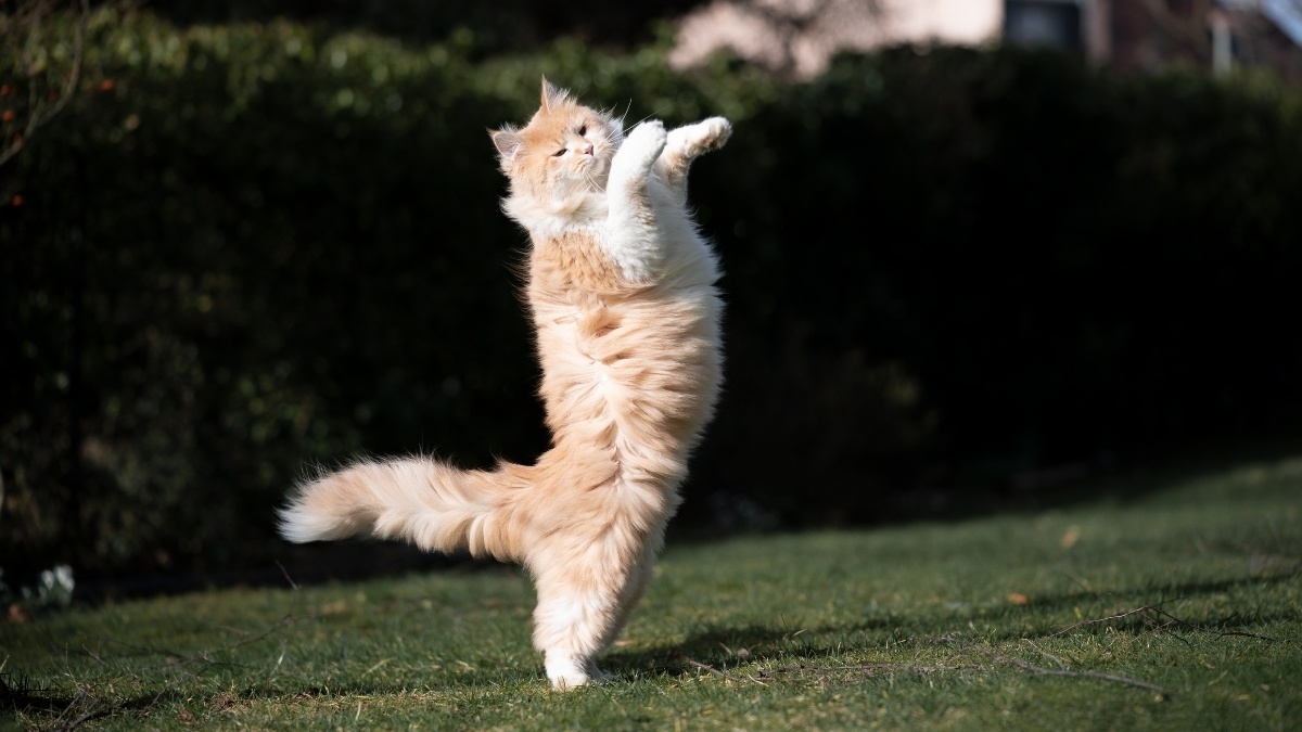 Hình nền mèo vô tri cho máy tính