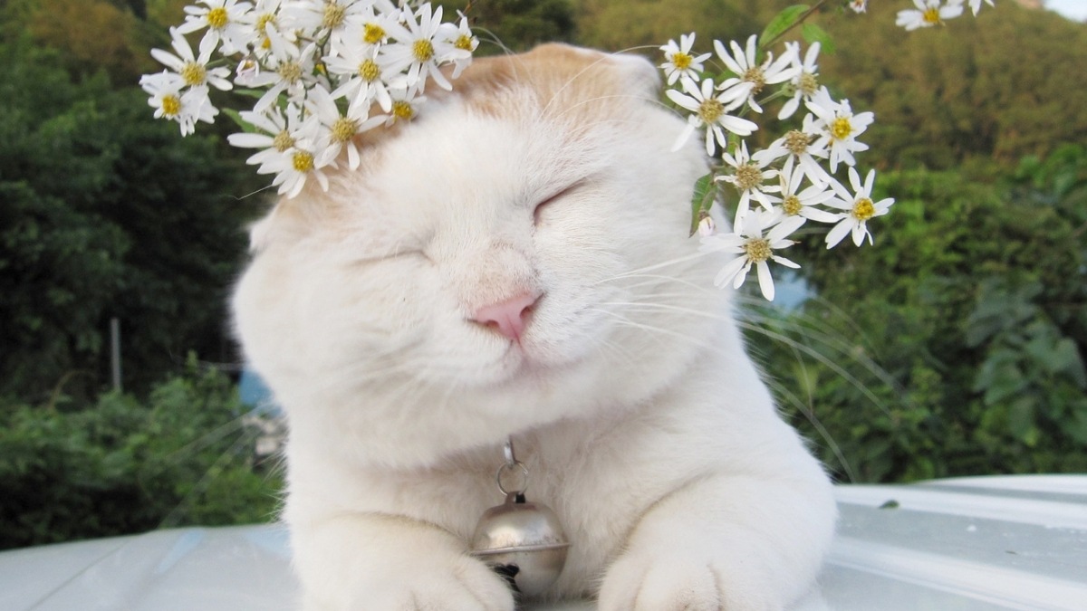 Hình nền mèo vô tri cho máy tính