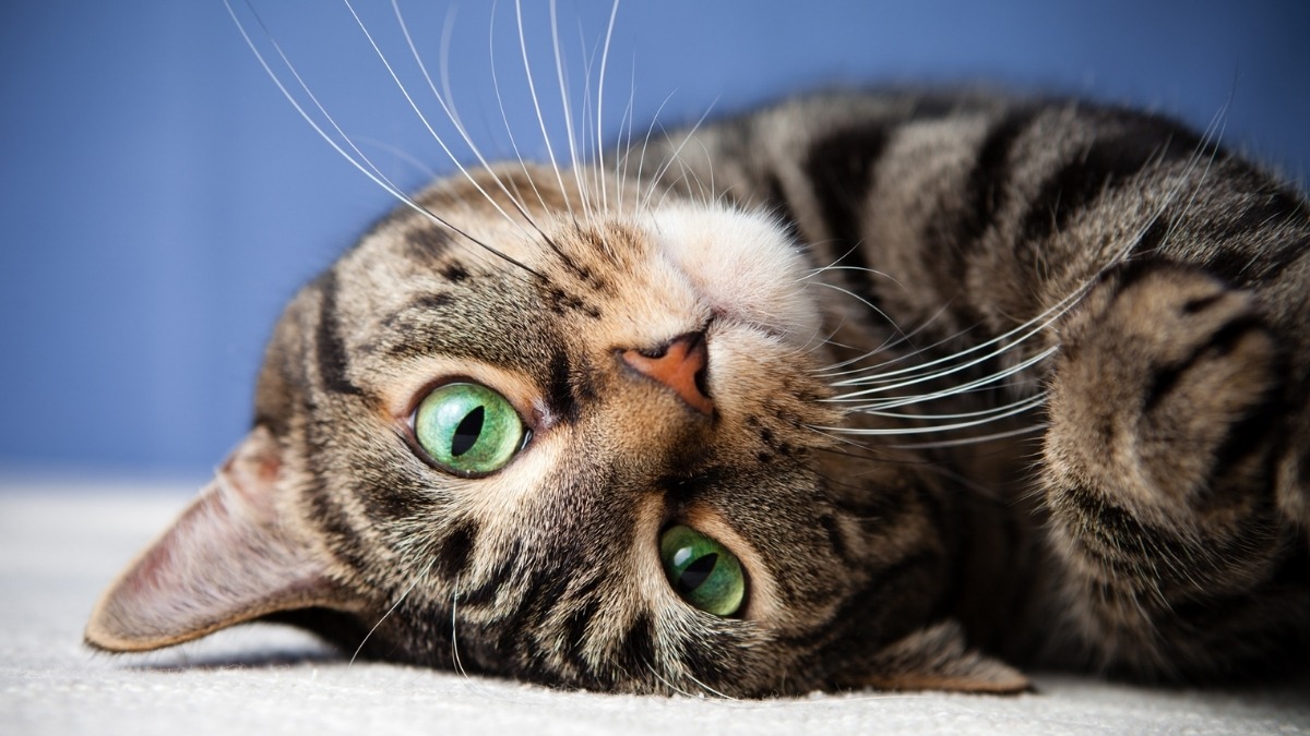 Hình nền mèo vô tri cho máy tính