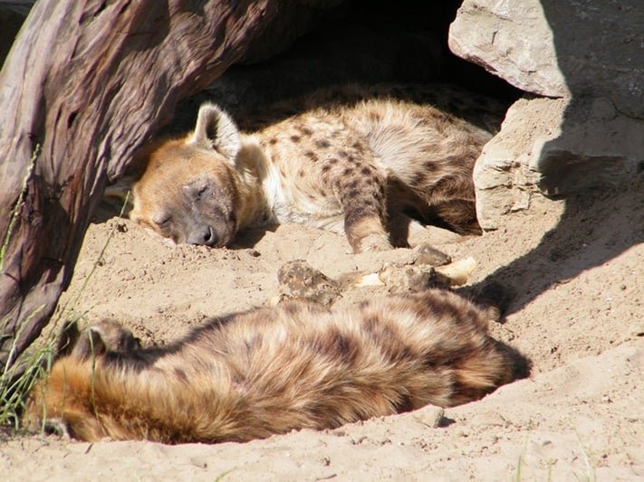 du-lịch-hà-lan-Dierentuin-Blijdorp-711