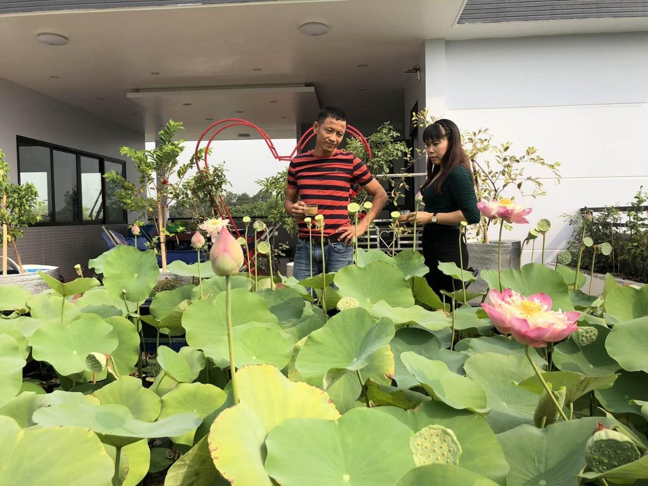 Doanh nhân 7x đào ao trồng sen đẹp hút hồn trên sân thượng 400m2 ở Sài Gòn - 5