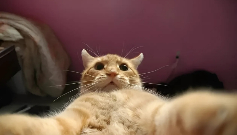 Avatar vô tri nữ mèo