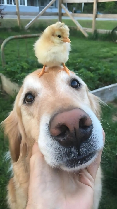 Hình nền hài hước cho nhóm thích sự vui nhộn