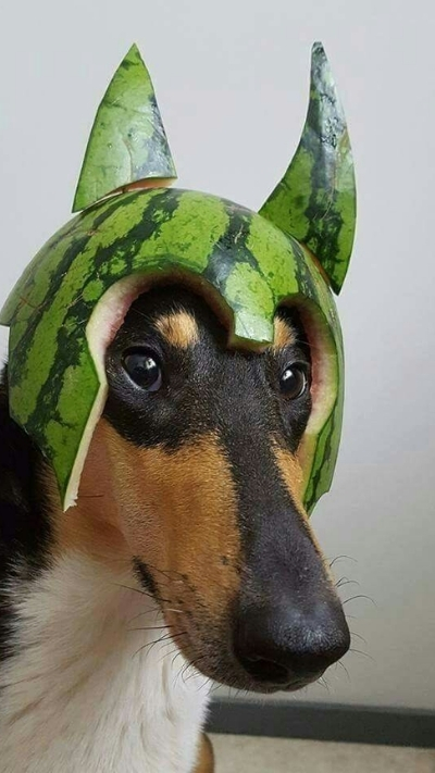 Avatar hài hước cho điện thoại thêm vui nhộn